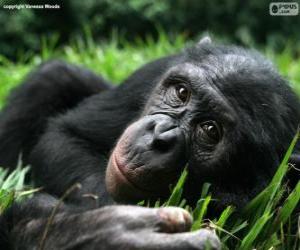 Puzzle Μπονόμπο ή πυγμαίος χιμπατζής